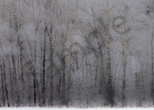 A photo of snowflakes cling to the trees in the woods of Colorado