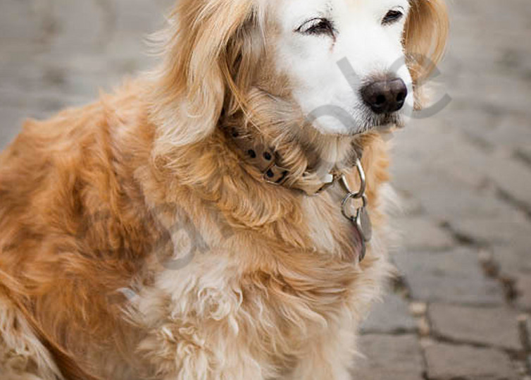 Golden Retriever Puppy Art | AngsanaSeeds Photography