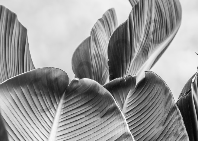 Palm Two:  Second of a series by fine art photographer Shane O'Donnell