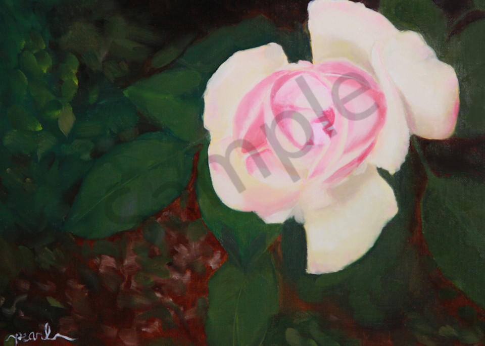 Chicago Peace Rose Art | Pearl White Studio