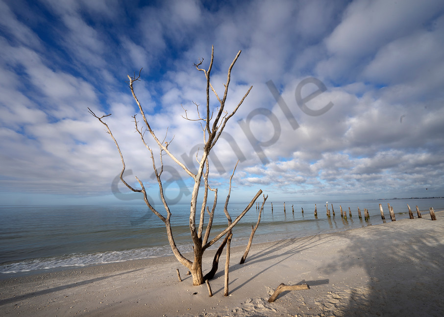 9779 Pier Posts And Tree Art | Cunningham Gallery