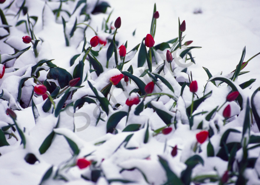 Tulips during a spring snow shower in Almaty, Kazakhstan.