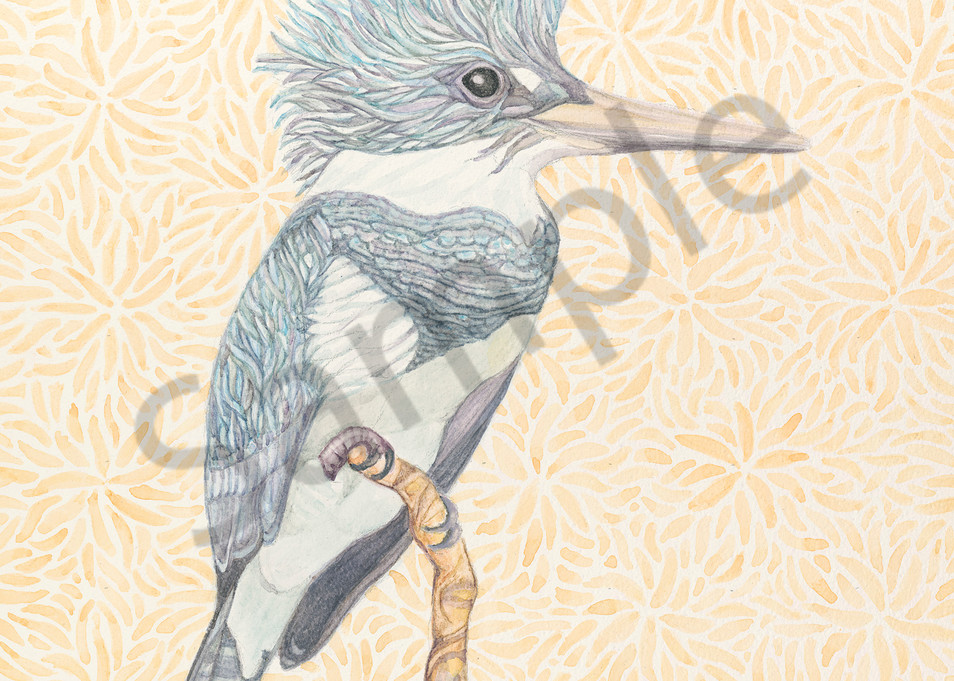 Belted Kingfisher watercolor by Judy Boyd