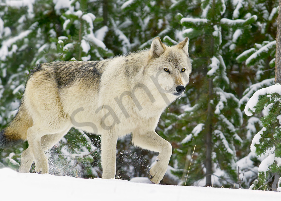 Wild wolf kicking up snow on frozen morning.