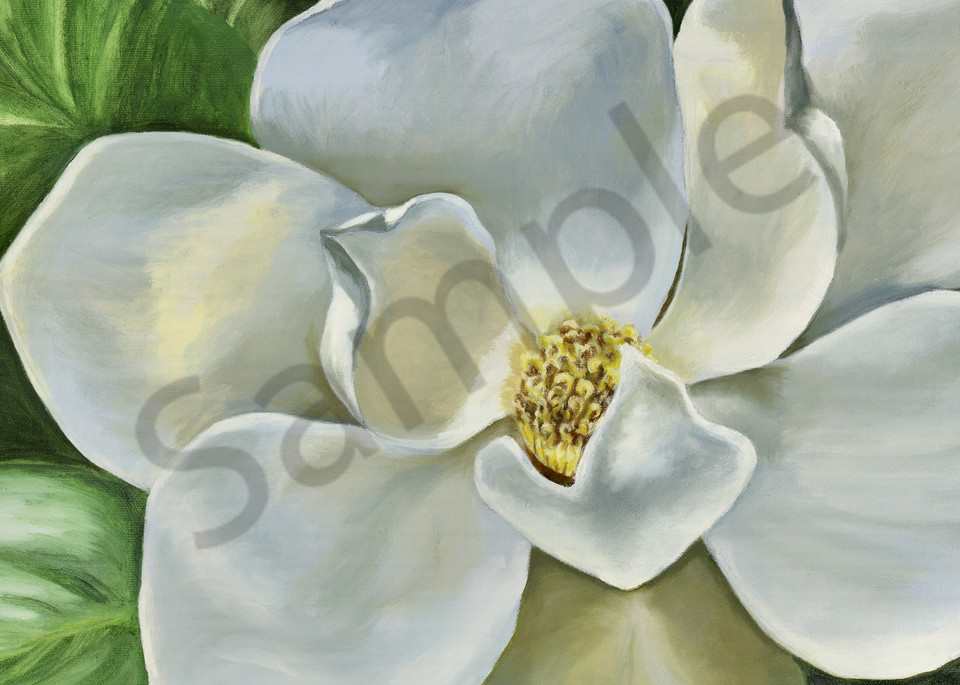 Morning Grace Print, Magnolia, Flower Blossom, White Flower