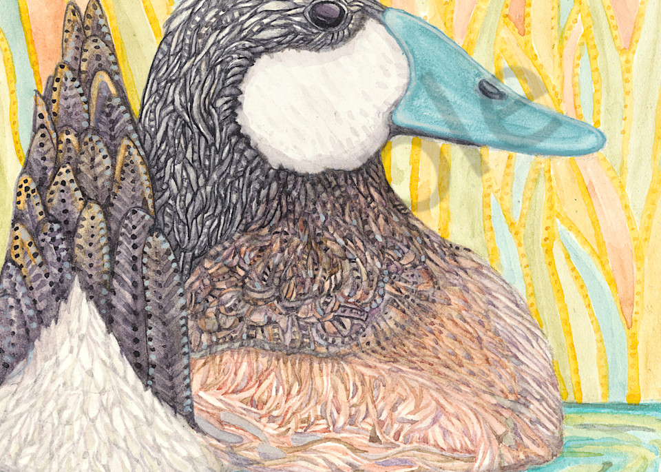 Prints available of "Ruddy Duck" from Judy Boyd Watercolors