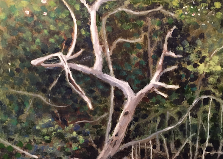 Ghost In The Mangrove Art | Al Marcenkus Art, LLC