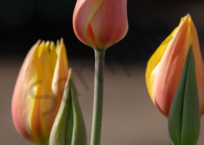Three Tall Tulips Photography Art | Barb Gonzalez Photography