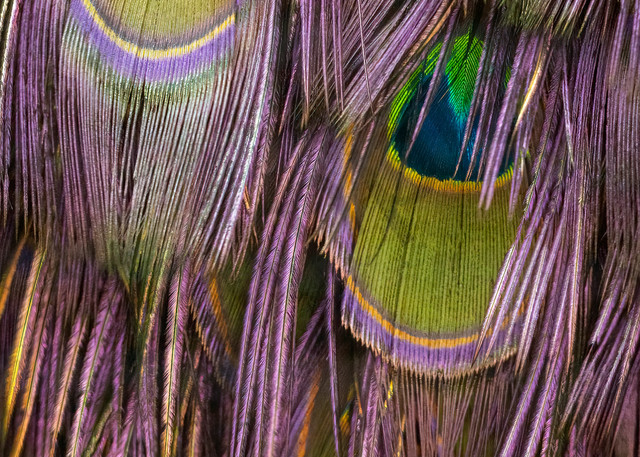 Feather Fringe Photograph