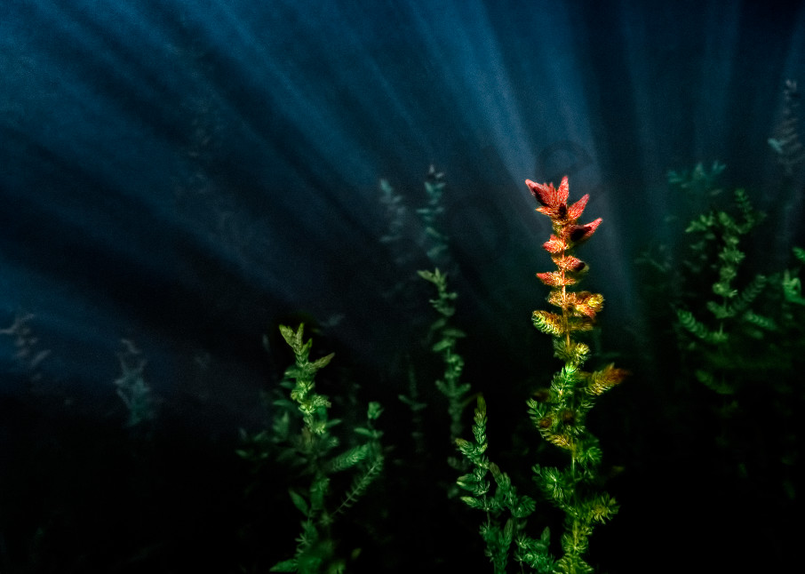 Under The Sea Photography Art | Trevor Pottelberg Photography