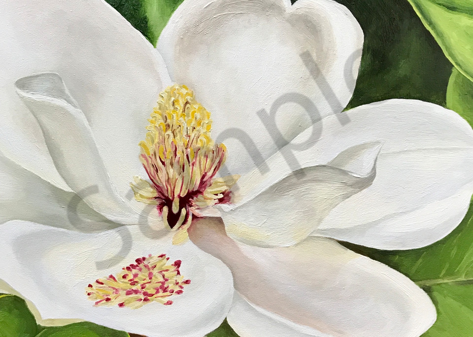 Blushing-Elegance-Print, Magnolia-Blossom, Flower, White-Flower