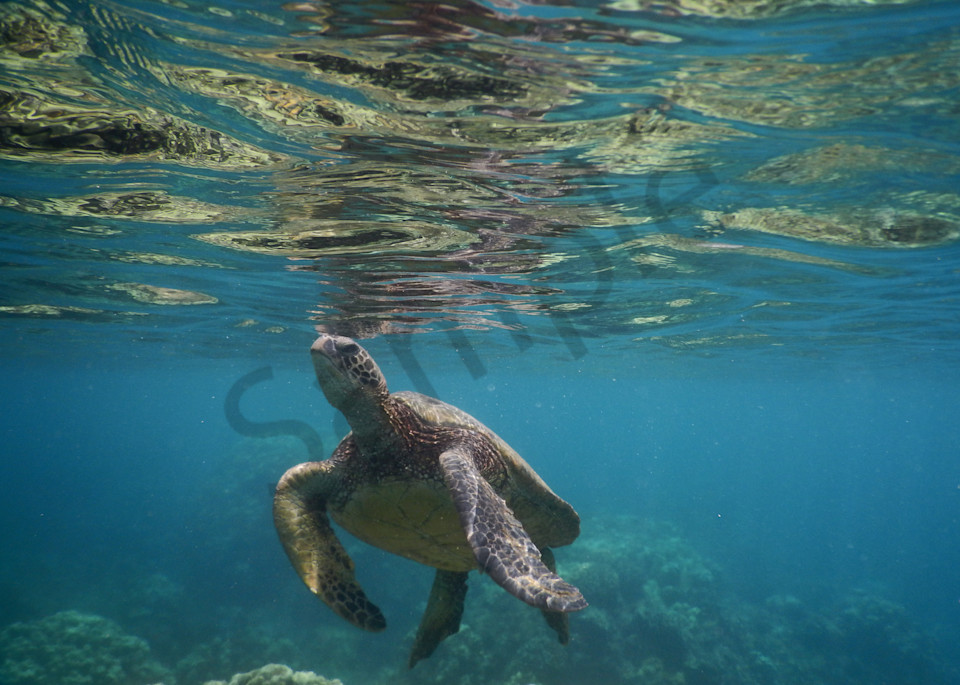 sea-life|hawaii-snorkling