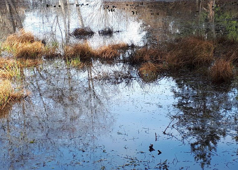 Seagirt Ponds Spring Lines And Colours Art | kathleenschmalzartist