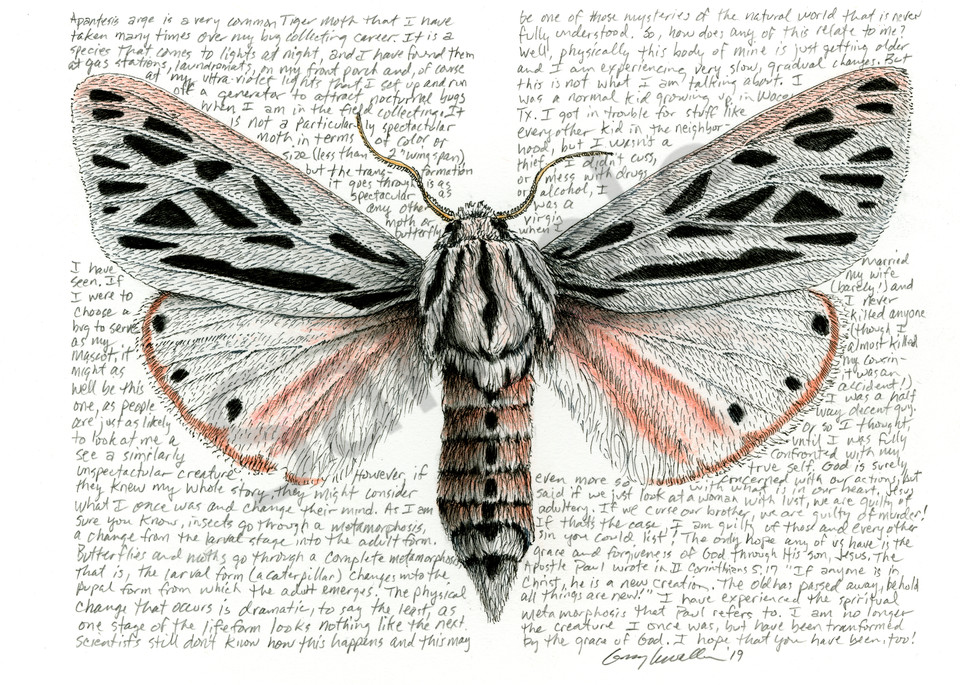 Tiger Moth - Apantesis arge - Original Art and Limited Edition Prints