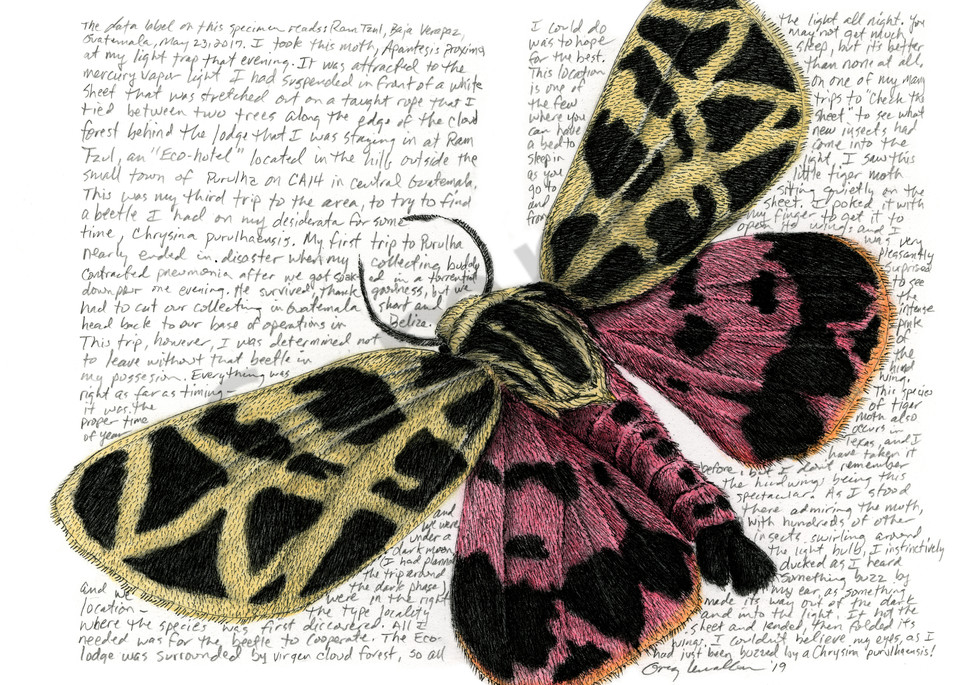 Tiger Moth - Apantesis proxima - Original Art and Limited Edition Prints