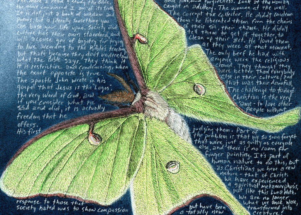 Luna Moth - Actias luna - Original Art and Limited Edition Prints