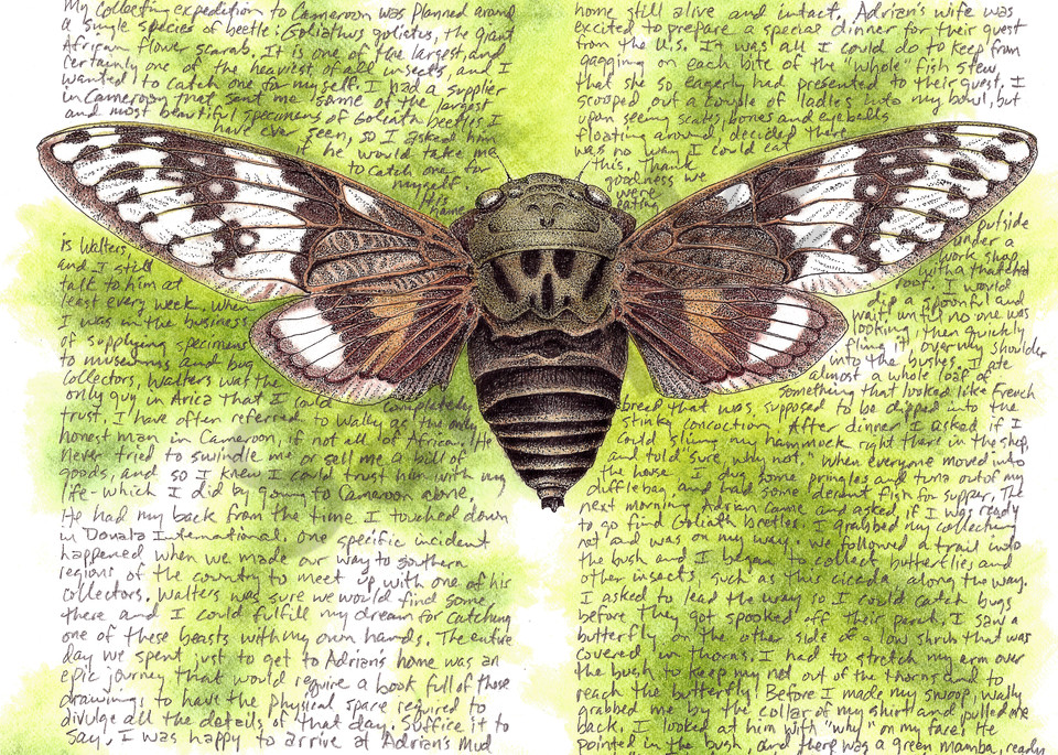 Cameroon Cicada - Original Art and Limited Edition Prints