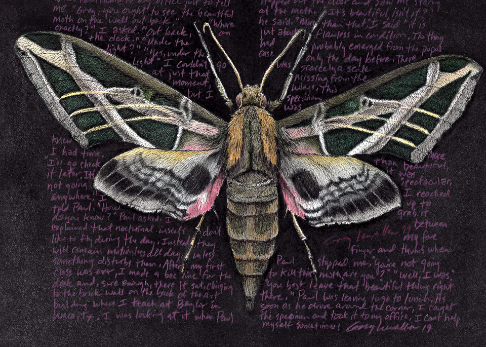 Sphinx Moth - Eumorpha vitis - Original Art and Limited Edition Prints
