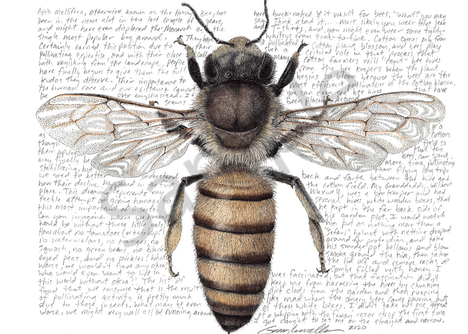 Honey Bee - Apis mellifera - Original Art and Limited Edition Prints