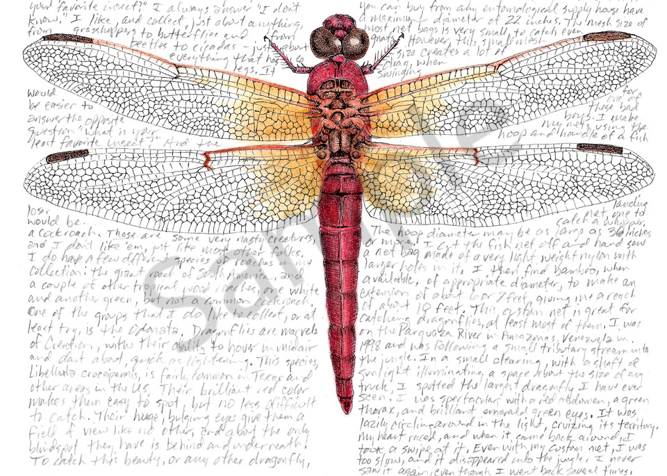 Skimmer Dragonfly - Libellula croceipenis - Original Art and Limited Edition Prints