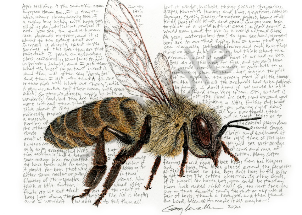 Honey bee # 2 - Apis mellifera - Original Art and Limited Edition Prints