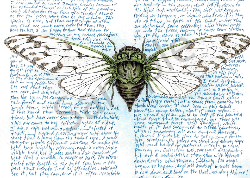 Cicada - Zamara Guat - Original Art and Limited Edition Prints