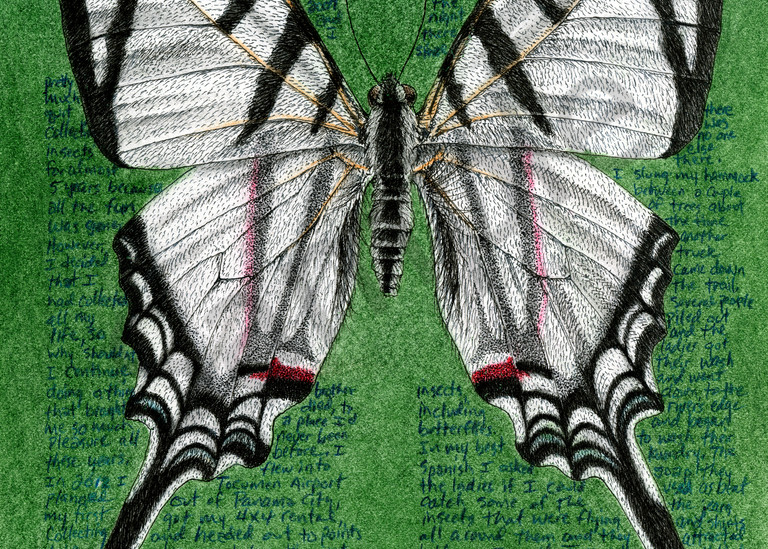Kite Swallowtail - Eurytides protesilaus dariensis - Original Art and Limited Edition Prints