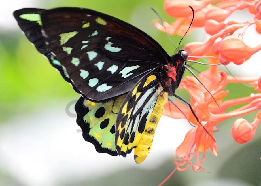 Gossamer-winged Butterfly