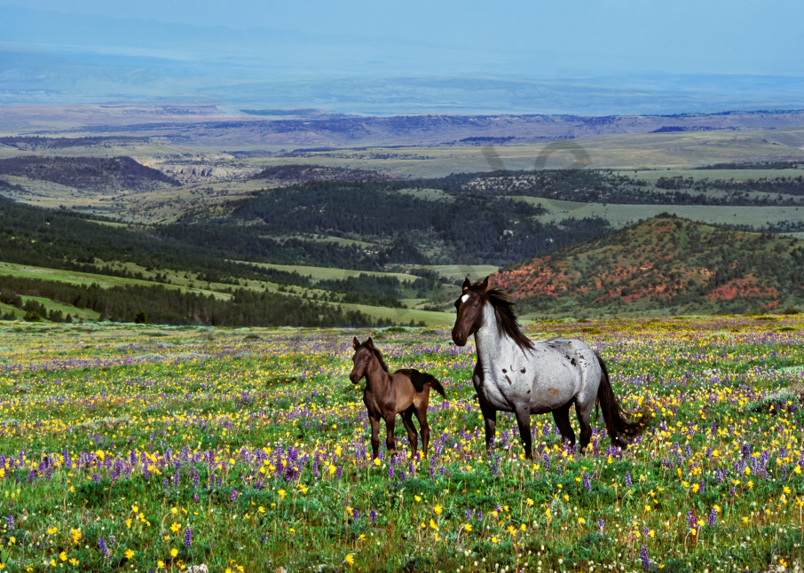 Wild Horse mare with young colt.  Western U.S., summer.
(Equus caballus)