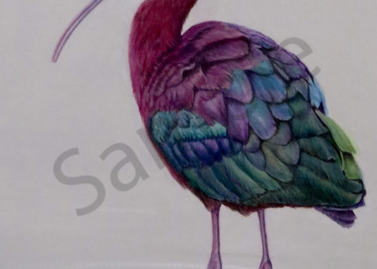 Glossy Ibis Art | McAdamations