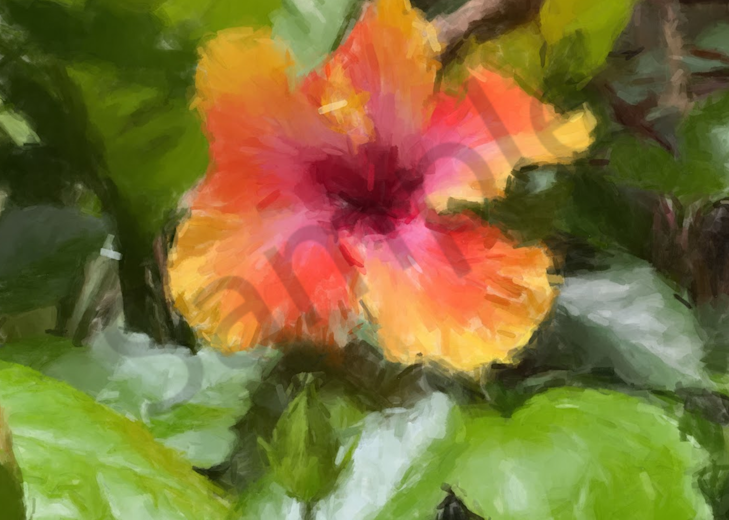 Hibiscus In Bloom Art | Windhorse