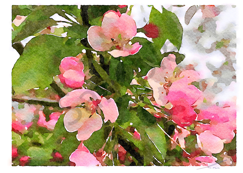 Island Cherry Blossom V