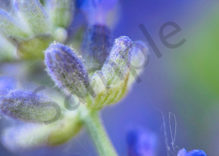Explore the magic of Lavender as seen through my macro lens.