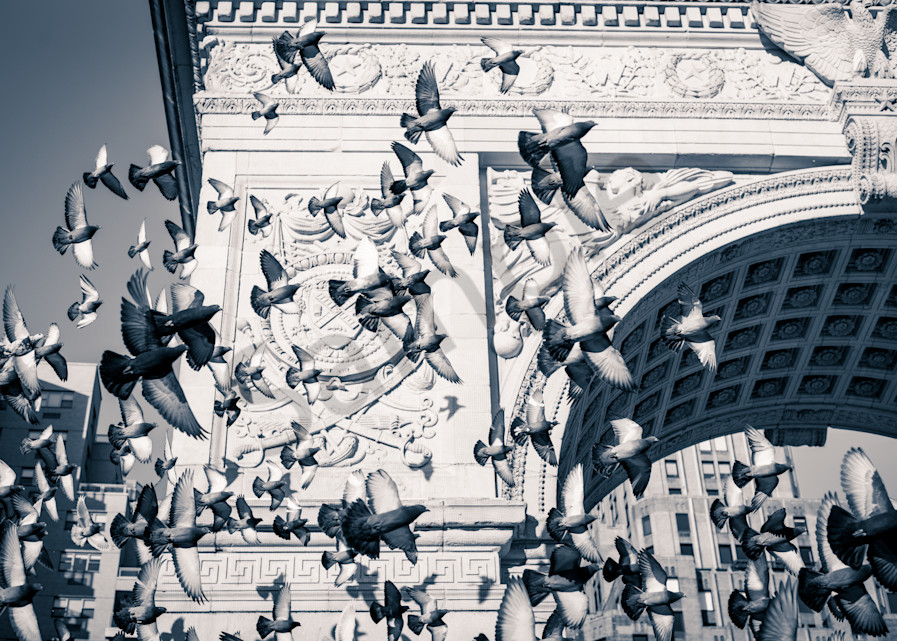 Washington Square Pigeons Photography Art | Insomnigraphic