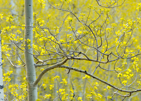 Aspen tree with spring bloom.