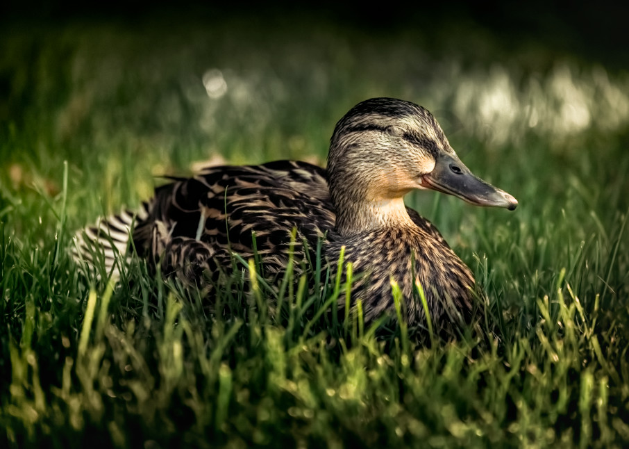 Mama Duck Photography Art | Trevor Pottelberg Photography