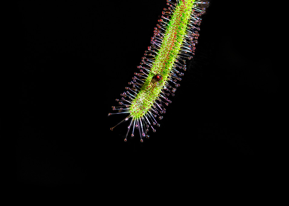macrophotography|sundew-traps-fly