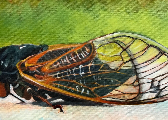 17 Year Cicada 2021 Art | Elizabeth Buttler