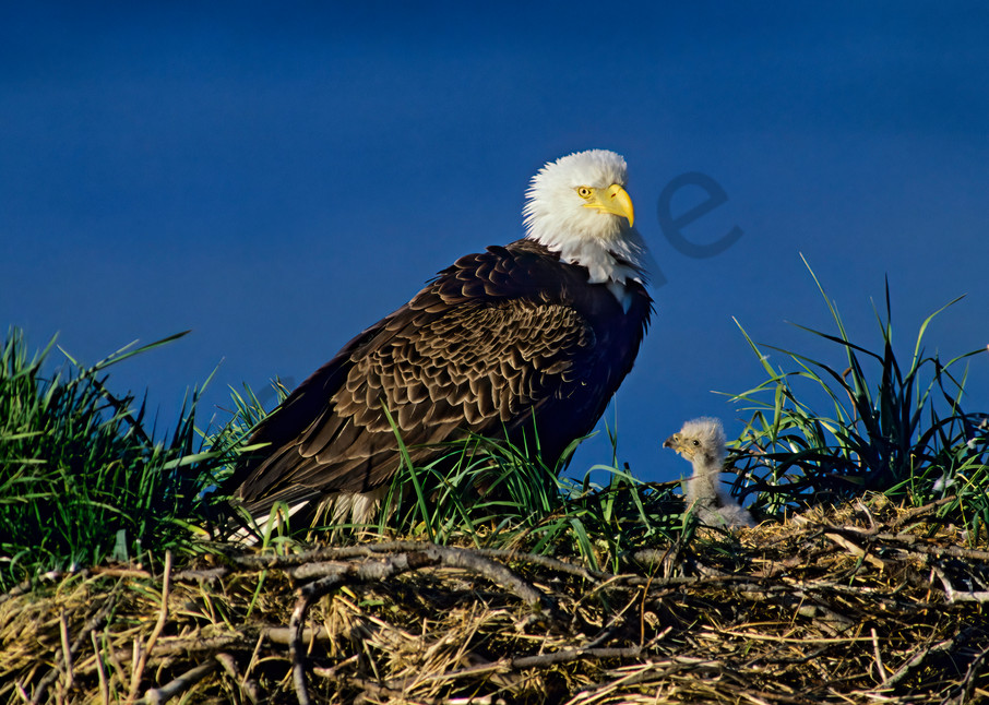 Bald eagle nest.