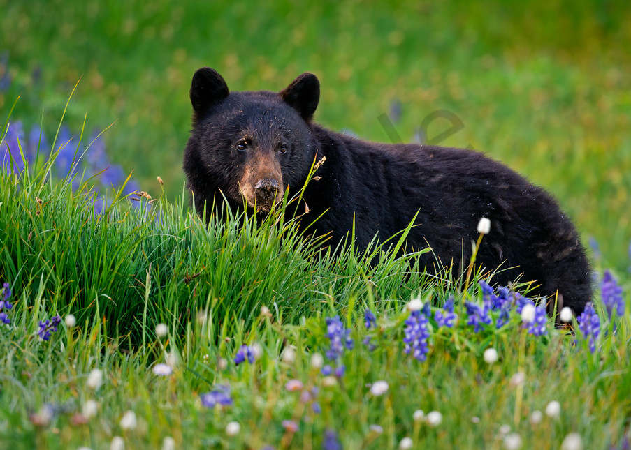 Black Bear feeding on showy sedge in subalpine meadow (surrounded by lupine and bistort).  Pacific Northwest.  Summer.
