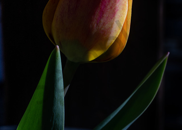 Yellow Tulip  Dark Light Photography Art | Barb Gonzalez Photography