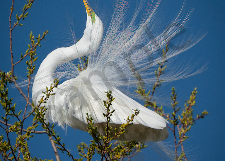 Beautiful Egret feathers on Egret posing in tree photo for sale by Barb Gonzalez Photography