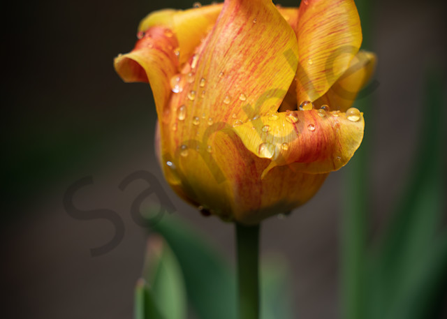 Yellow Red Tulip Drops Photography Art | Barb Gonzalez Photography