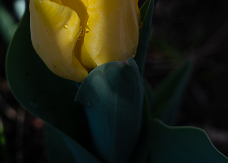 Yellow Tulip After Rain Photography Art | Barb Gonzalez Photography