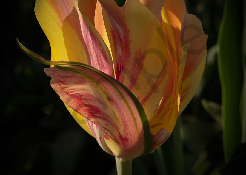 Yellow Orange Flower Tulip Photography Art | Barb Gonzalez Photography