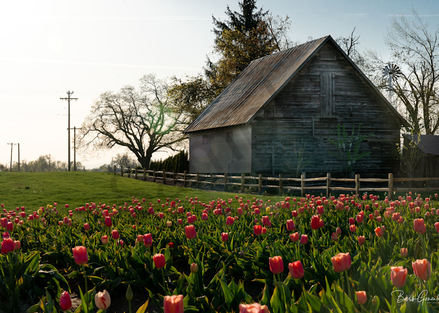 Barn And Tulips Photography Art | Barb Gonzalez Photography