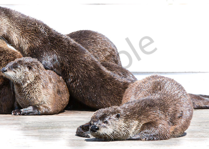 Otters On Deck Photography Art | Barb Gonzalez Photography