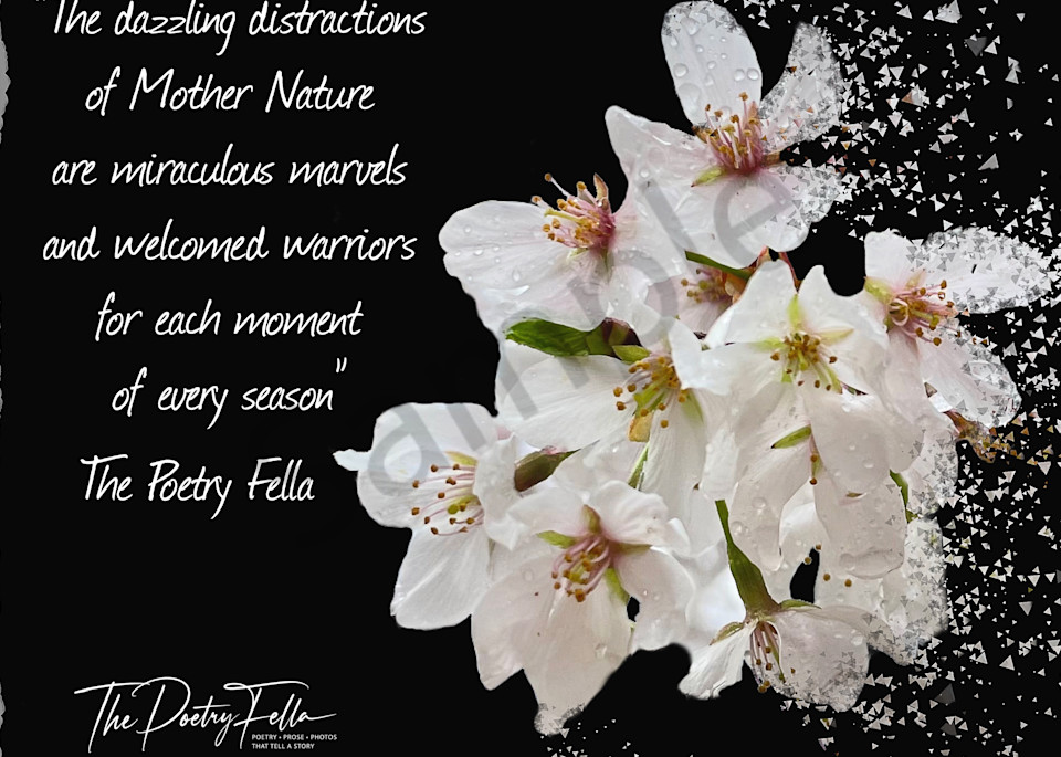 The Dazzling Distractions Of... Photography Art | The Poetry Fella