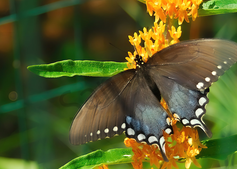 spicebush swallowtail butterfly