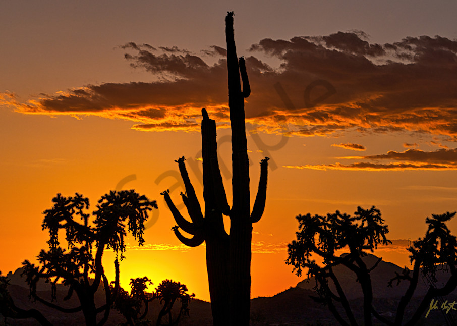 Saguaro Sunset  Photography Art | johnkennington
